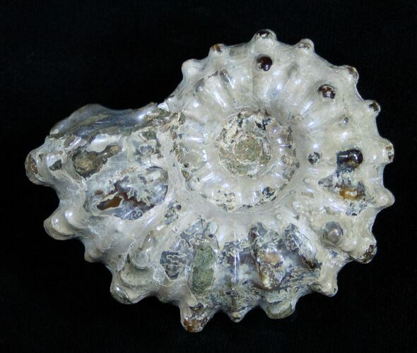 Inch Bumpy Douvilleiceras Ammonite #1970